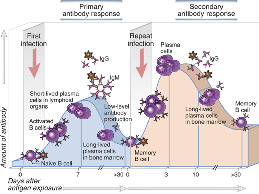 b cell activation and antibody production ppt
